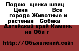 Подаю. щенка шпиц  › Цена ­ 27 000 - Все города Животные и растения » Собаки   . Алтайский край,Камень-на-Оби г.